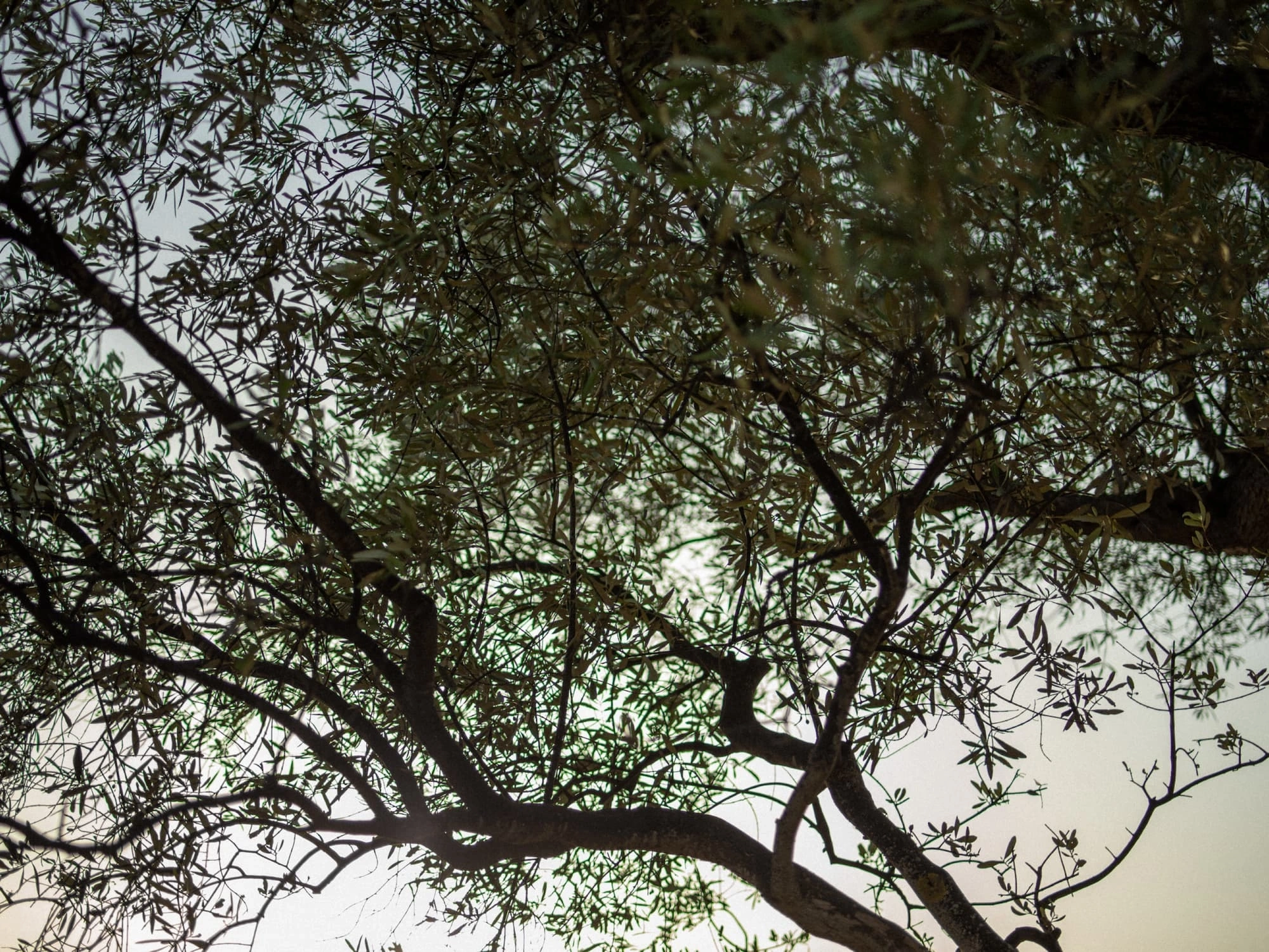 leaves and branches of an olive tree 